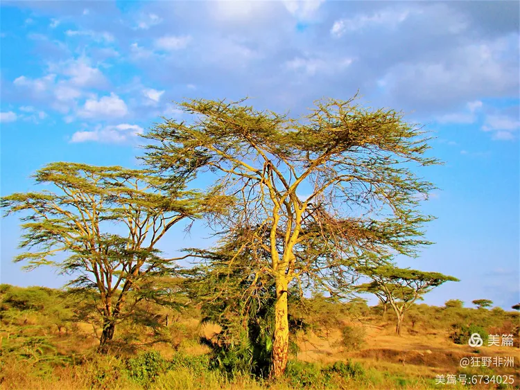 野生动物的天堂—塞伦盖蒂